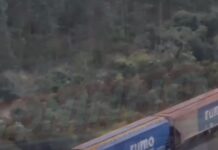 Veja Vídeo – Trem gigante cruza florestas de eucalipto em MT e vira sensação nas redes com imagens aéreas