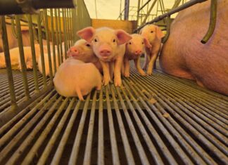 Cuiabá recebe simpósio para discutir custos de produção, inovação e sanidade na suinocultura