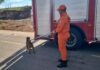 Bombeiros capturam pitbull em situação de perigo nas ruas de Rondonópolis