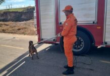 Bombeiros capturam pitbull em situação de perigo nas ruas de Rondonópolis