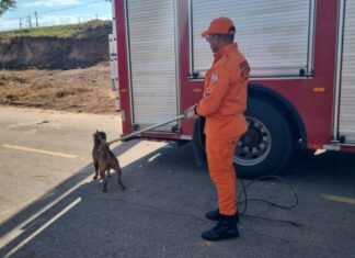 Bombeiros capturam pitbull em situação de perigo nas ruas de Rondonópolis