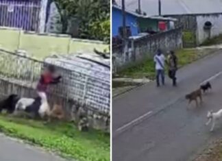 Veja Vídeo – Criança de 11 anos é atacada por nove cães no Paraná; veja vídeo