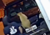 Veja Vídeo – Cão vira ‘funcionário CLT’ e viraliza com peripécias flagradas por câmera; veja