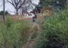 Veja Vídeo – Mato alto encobre via pública e vira queixa em bairro de Cuiabá