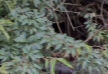 Veja Vídeo – Pescador flagra cobra gigante em rio de Mato Grosso do Sul e vídeo impressiona a web