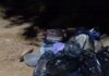 Veja Vídeo – Cachorros rasgam sacolas e espalham lixo em bairro de Cuiabá