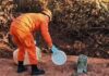 Corpo de Bombeiros orienta população sobre conduta em ocorrências com animais silvestres