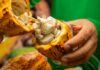 Do fruto ao chocolate: cacau de MT ganha força nacional e impulsiona festival que valoriza a produção regional