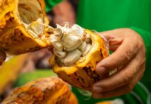 Do fruto ao chocolate: cacau de MT ganha força nacional e impulsiona festival que valoriza a produção regional