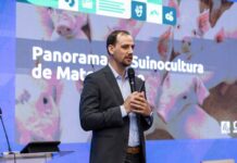 Custos de produção e rentabilidade preocupam suinocultores de Mato Grosso, apontam especialistas