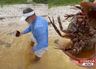Veja Vídeo – Pescador encontra animal com sangue azul que existe há mais de 450 milhões de anos