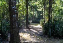 Prefeitura de Cuiabá envia à Câmara projeto que endurece punições por danos à arborização pública