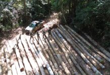 PM Ambiental identifica desmatamento ilegal em União do Sul e aplica mais de R$ 7,2 milhões em multas