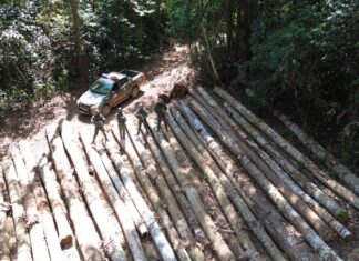 PM Ambiental identifica desmatamento ilegal em União do Sul e aplica mais de R$ 7,2 milhões em multas