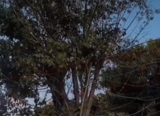 Veja Vídeo – Após árvore atingir casa e ferir idosa, moradores denunciam novo risco em Cuiabá