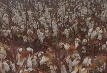 Veja Vídeo – Chuva inesperada em agosto preocupa produtores de algodão em MT
