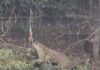 Veja Vídeo – Turista francês filma onça-pintada arrastando presa no Pantanal de MT