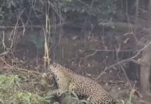 Veja Vídeo – Turista francês filma onça-pintada arrastando presa no Pantanal de MT