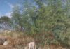 Veja Vídeo – Moradora denuncia cachorra amarrada em árvore sob o sol no bairro Dr. Fábio 2 em Cuiabá