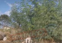Veja Vídeo – Moradora denuncia cachorra amarrada em árvore sob o sol no bairro Dr. Fábio 2 em Cuiabá