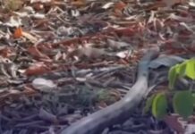Veja Vídeo – Jiboia é flagrada no Parque Mãe Bonifácia e surpreende visitantes em Cuiabá