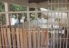 Veja Vídeo – ONG Anjo de 4 Patas busca parceria com recicladora