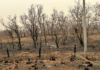 Corpo de Bombeiros combate 10 incêndios neste domingo e mantém outros dois sob controle