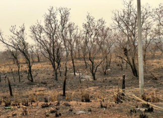 Corpo de Bombeiros combate 10 incêndios neste domingo e mantém outros dois sob controle