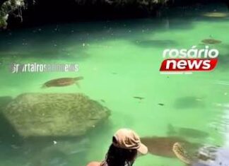 Veja Vídeo – Modelo é surpreendida por tartaruga-marinha durante mergulho e leva mordida no glúteo; veja