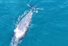 Veja Vídeo – Pescadores são cercados por grupo de baleias no litoral do Espírito Santo; assista ao vídeo
