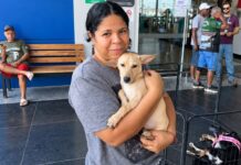 Feira de adoção em Cuiabá encontra novos lares para oito cães e gatos