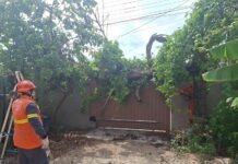 Palmeira cai sobre portão e mobiliza bombeiros em Cáceres