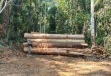 PM apreende 110 toras de madeira em área de desmatamento irregular em Colniza