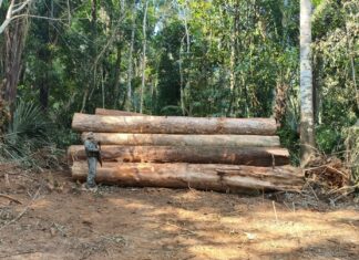 PM apreende 110 toras de madeira em área de desmatamento irregular em Colniza