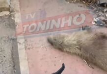 Veja Vídeo – Venezuelano registra capivara morta por atropelamento na Alameda em Várzea Grande
