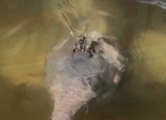 Veja Vídeo – Boto surpreende ao atender chamado e ganhar comida em Luciara