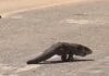 Veja Vídeo – Lagarto de grande porte é flagrado caminhando por rua em Várzea Grande