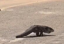 Veja Vídeo – Lagarto de grande porte é flagrado caminhando por rua em Várzea Grande