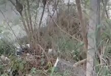 Veja Vídeo – Ativista resgata dois gatos abandonados em matagal no bairro Aclimação em Cuiabá