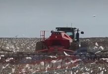 Veja Vídeo – Garças-vaqueiras acompanham máquinas agrícolas em plantações de Sapezal