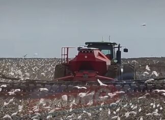 Veja Vídeo – Garças-vaqueiras acompanham máquinas agrícolas em plantações de Sapezal