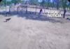 Veja Vídeo – De santinho na mão à correria: candidata foge de cachorros durante campanha na Bahia