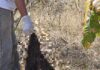 Ossada humana é encontrada em área rural de Várzea Grande