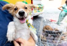 Cuiabá registra 35 adoções de animais e reforça alerta sobre responsabilidade no Dia das Crianças