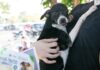 Feira de adoção no Parque Tia Nair encontra novos lares para seis cães em Cuiabá