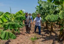Prefeitura de Cuiabá visita comunidade rural para fortalecer agricultura familiar
