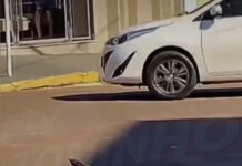 Veja Vídeo – Jiboia surpreende pedestres e motoristas em Juína após cair de caminhonete