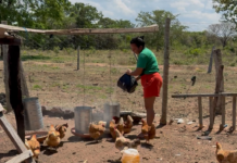 Governo de MT investe mais de R$ 1 bilhão na agricultura familiar
