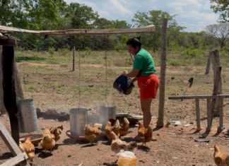 Governo de MT investe mais de R$ 1 bilhão na agricultura familiar