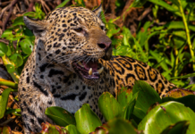 Filme sobre onças-pintadas no Pantanal estreia em mostra de cinema e concorre a prêmio internacional